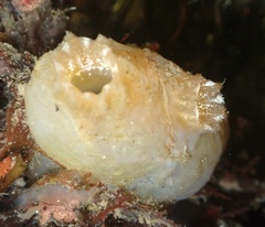 Ascidiella aspersa