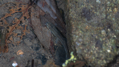 Oreonectes platycephalus