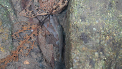 Oreonectes platycephalus