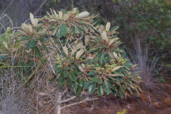 Alphitonia neocaledonica