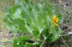 Wyethia helenioides
