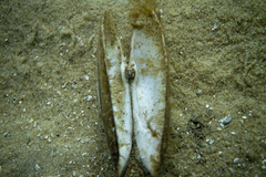 Lutraria rhynchaena