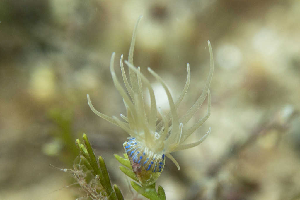 Bunodeopsis