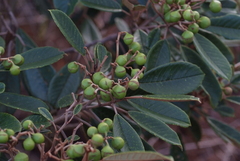 Alphitonia neocaledonica