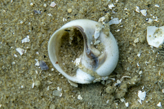 Neverita aulacoglossa