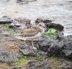 Charadrius leschenaultii