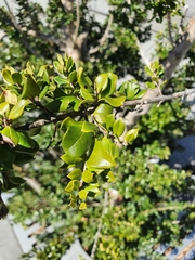 Luma apiculata