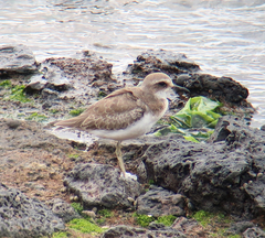 Charadrius leschenaultii