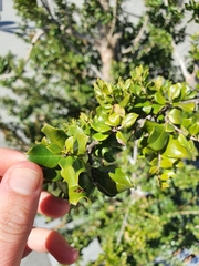 Luma apiculata