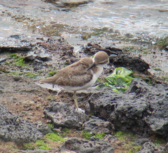 Charadrius leschenaultii