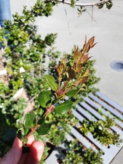 Luma apiculata