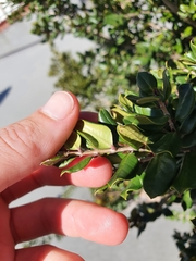 Luma apiculata