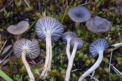 Cuphophyllus cinerellus