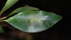 Adoliadini
