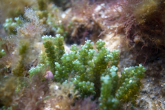 Caulerpa geminata