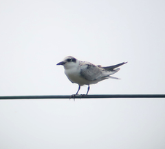 Chlidonias leucopterus