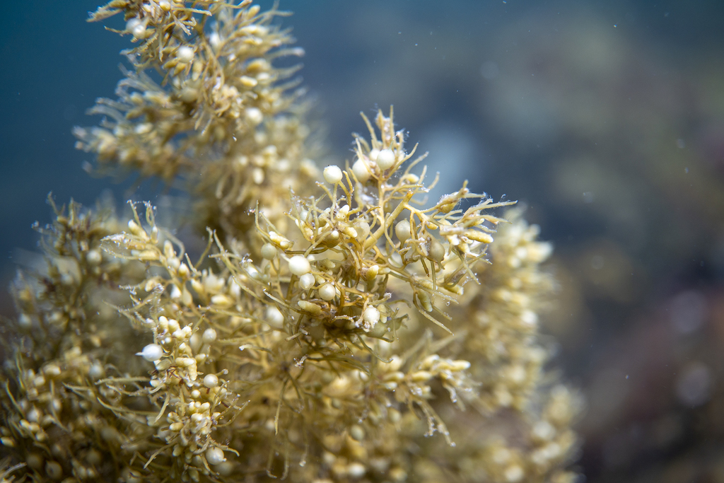Phyllotricha verruculosa