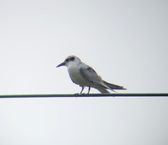 Chlidonias leucopterus