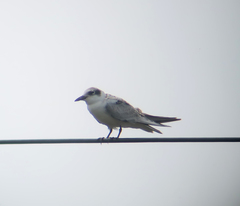 Chlidonias leucopterus