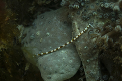 Proceraea
