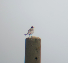 Chlidonias leucopterus