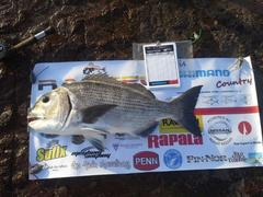 Sparodon durbanensis