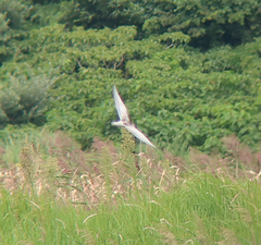 Chlidonias leucopterus