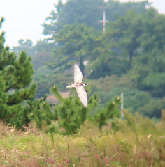 Chlidonias leucopterus