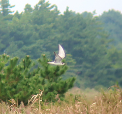 Chlidonias leucopterus