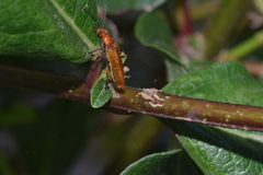 Cantharis livida