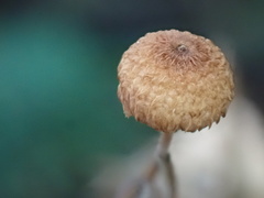 Crinipellis filiformis