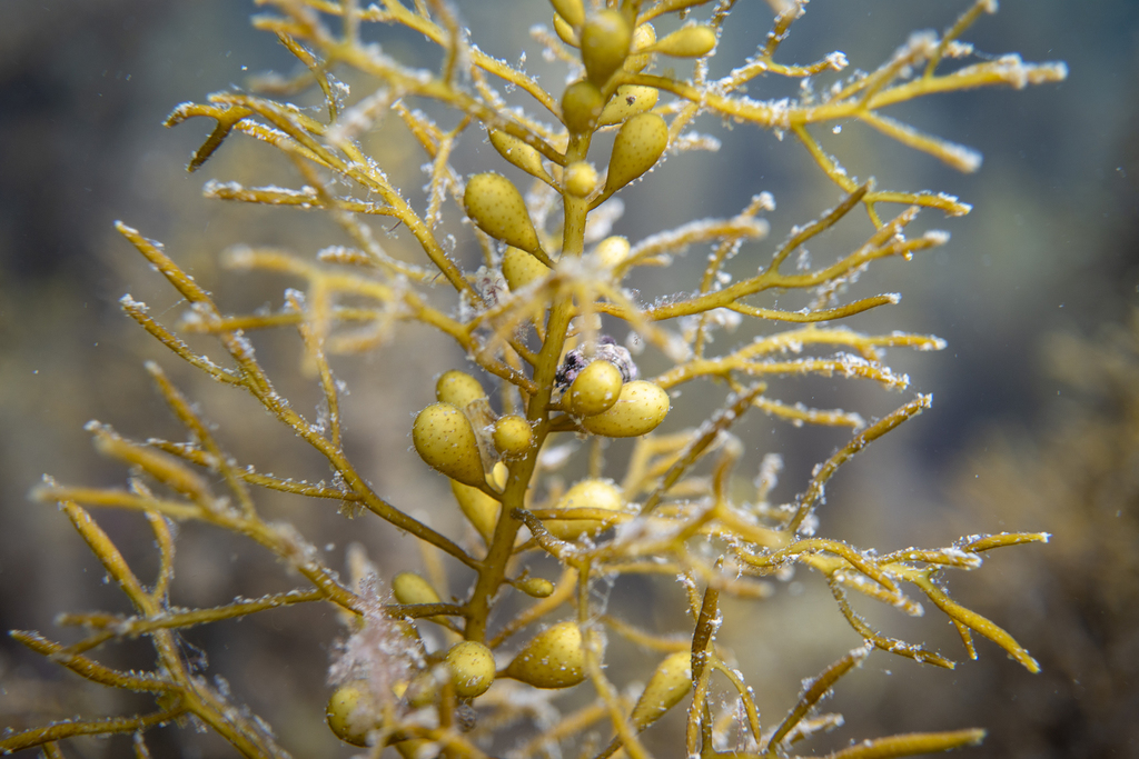 Caulocystis cephalornithos