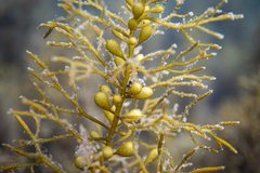 Caulocystis cephalornithos