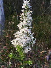 Sprengelia incarnata