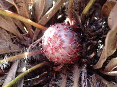 Protea scabriuscula