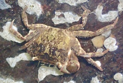 Hemigrapsus takanoi
