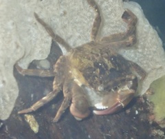 Hemigrapsus takanoi