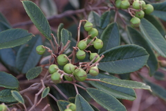 Alphitonia neocaledonica