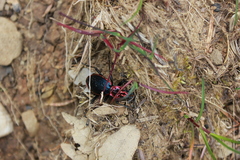 Carabus arcadicus