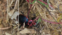 Carabus arcadicus