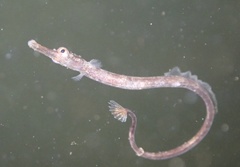 Syngnathus rostellatus