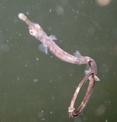 Syngnathus rostellatus