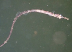 Syngnathus rostellatus