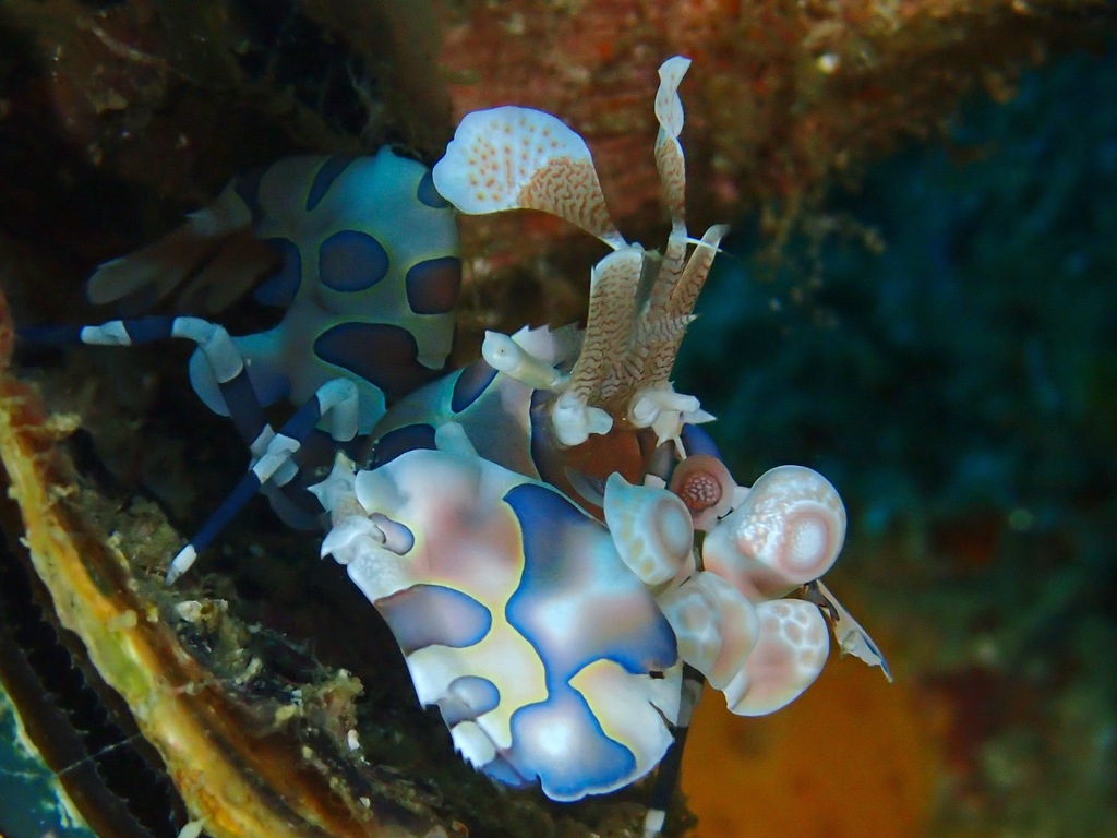 Harlequin Shrimps
