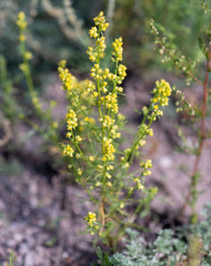 Artemisia palustris