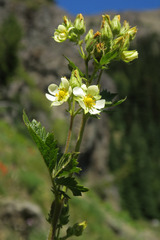 Drymocallis convallaria