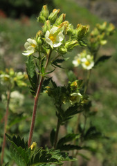 Drymocallis convallaria