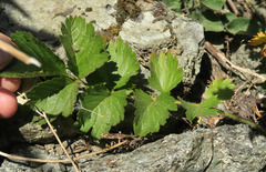 Drymocallis convallaria