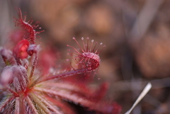 Drosera neocaledonica
