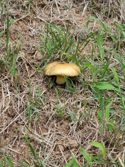 Russula cerolens